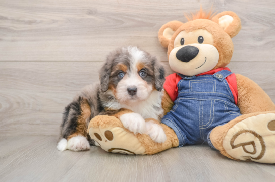 Cute Mini Bernedoodle Baby