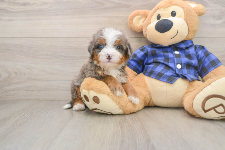 Mini Bernedoodle Puppy for Adoption