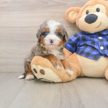 Mini Bernedoodle Puppy for Adoption