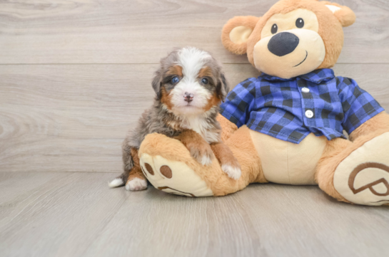 Mini Bernedoodle Puppy for Adoption