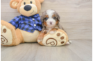 Mini Bernedoodle Puppy for Adoption