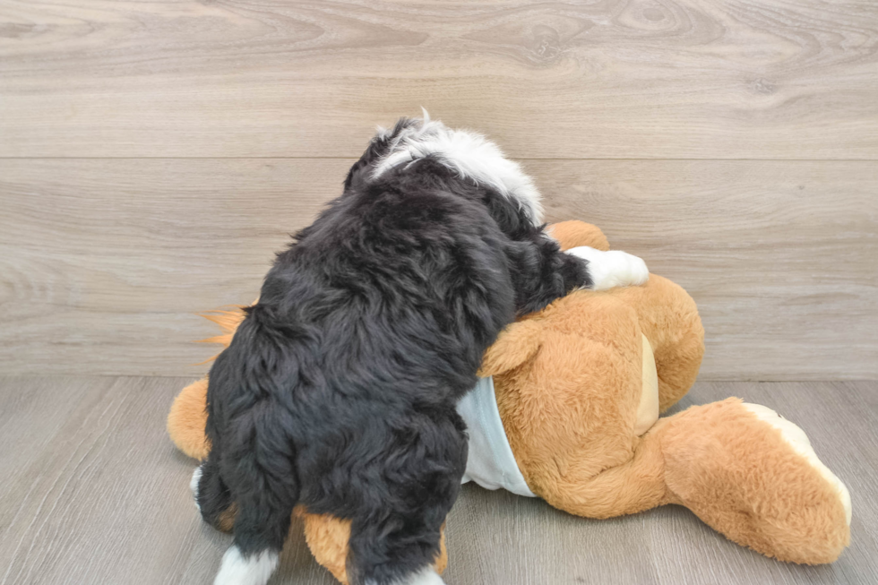 Best Mini Bernedoodle Baby