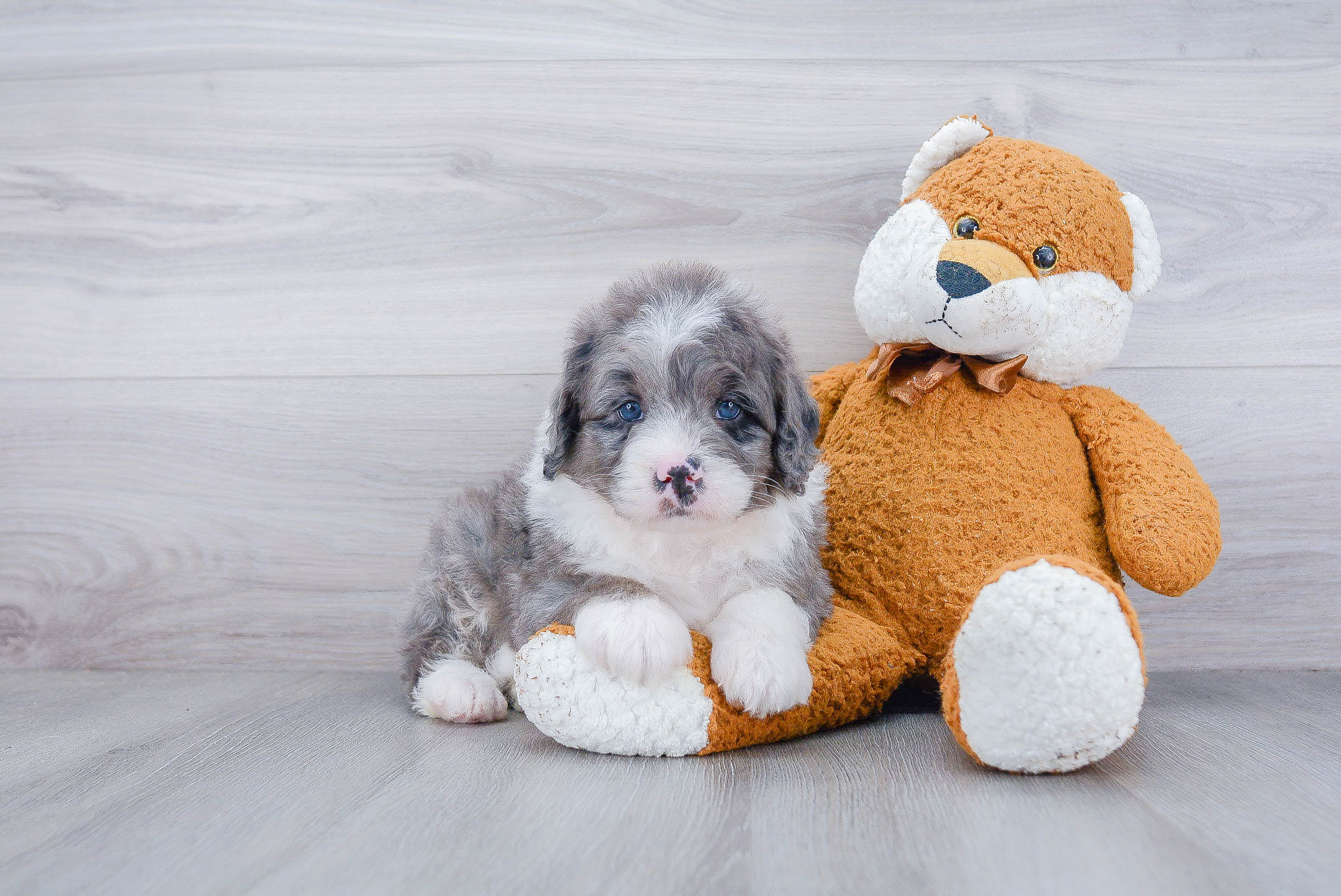Funny Mini Bernedoodle Poodle Mix Pup