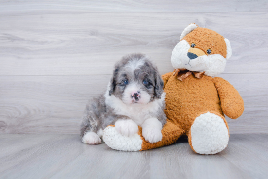 Funny Mini Bernedoodle Poodle Mix Pup