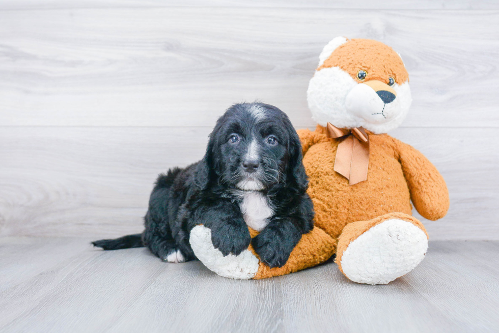 Funny Mini Bernedoodle Poodle Mix Pup