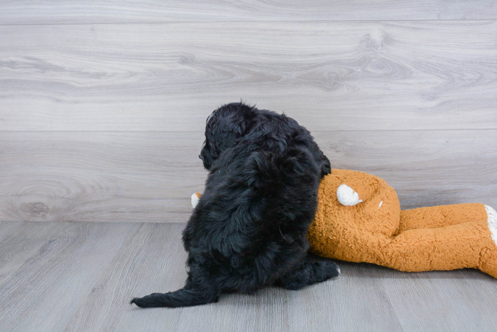 Smart Mini Bernedoodle Poodle Mix Pup