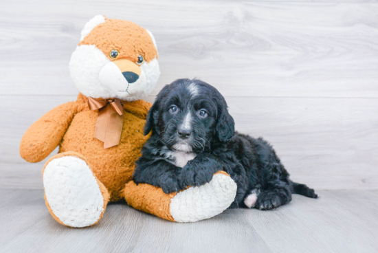 Fluffy Mini Bernedoodle Poodle Mix Pup