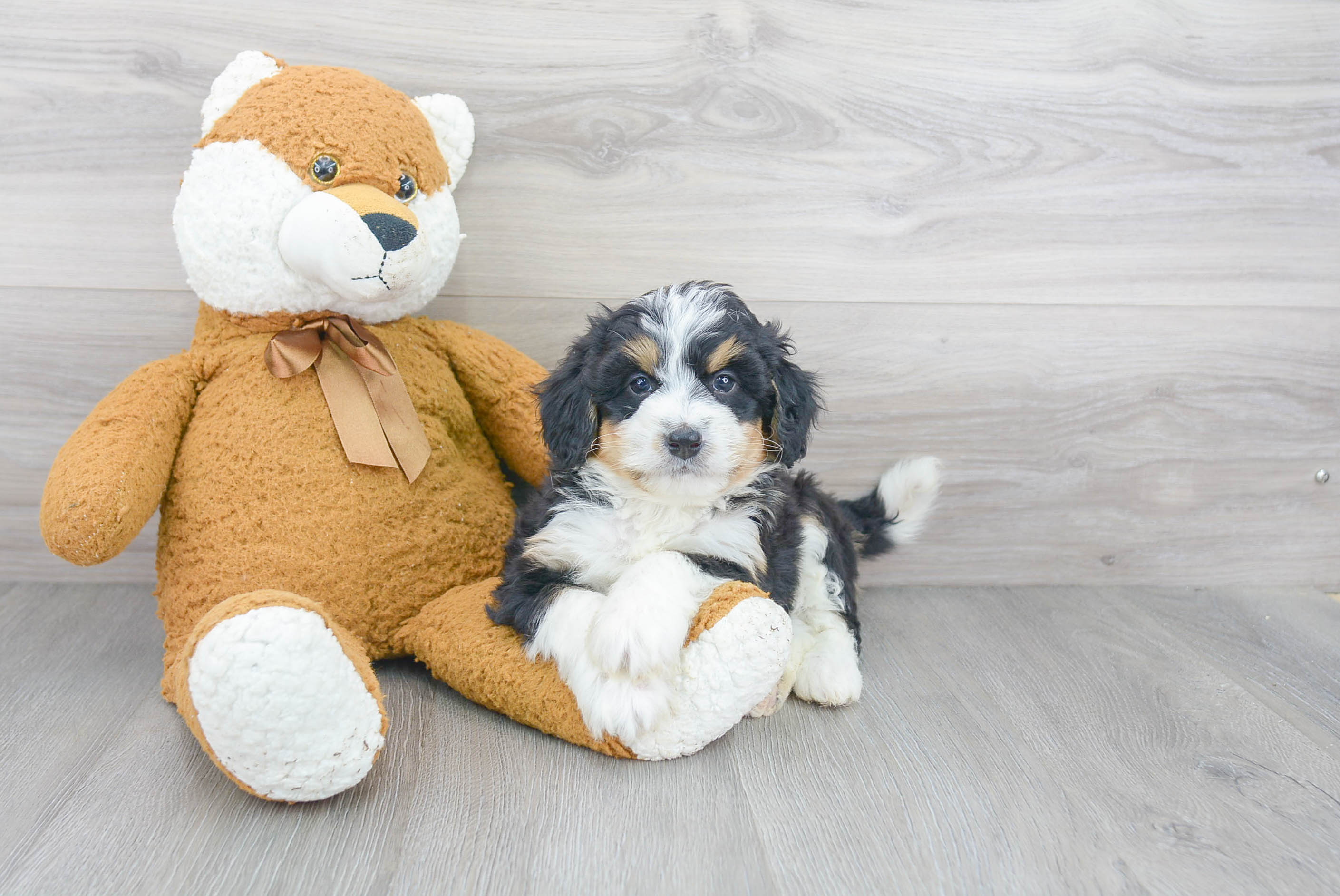 Fluffy Mini Bernedoodle Poodle Mix Pup