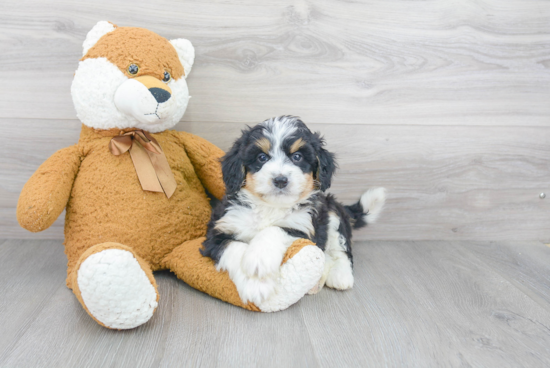 Fluffy Mini Bernedoodle Poodle Mix Pup