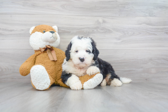 Best Mini Bernedoodle Baby