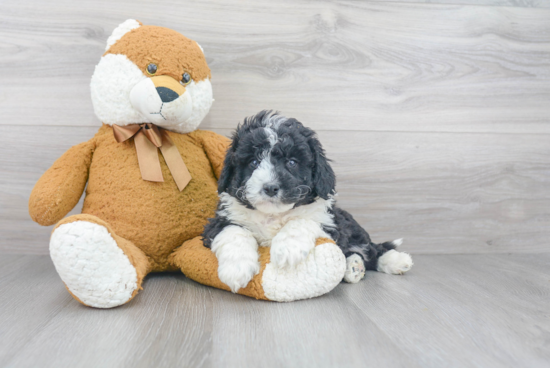 Best Mini Bernedoodle Baby