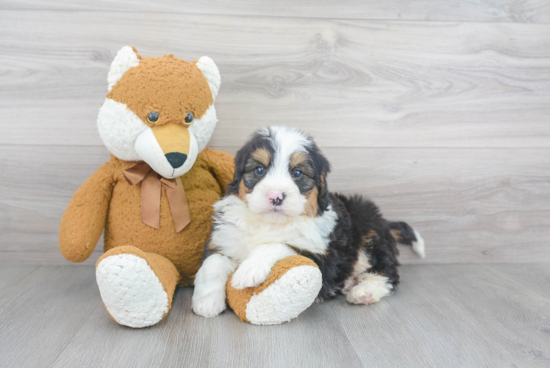 Mini Bernedoodle Pup Being Cute