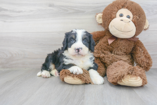 Mini Bernedoodle Puppy for Adoption