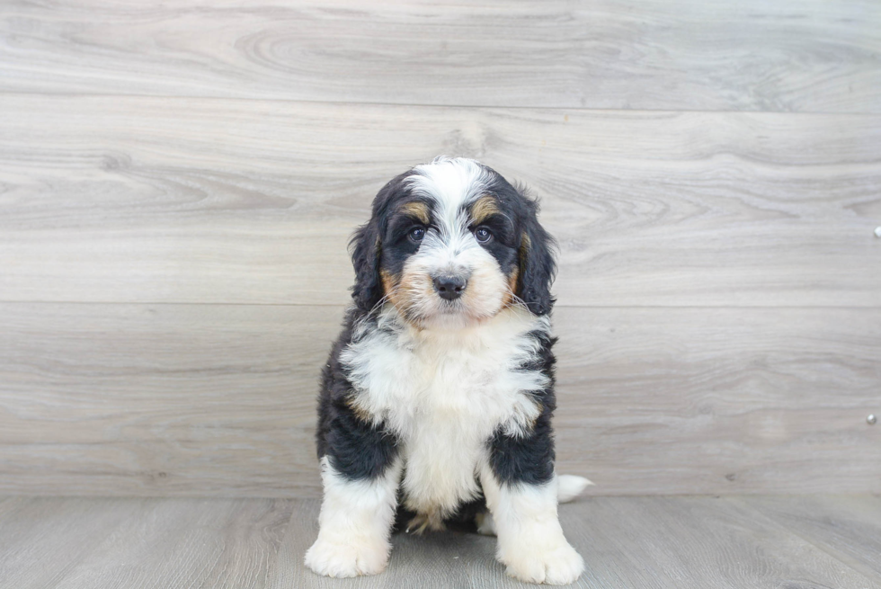 Happy Mini Bernedoodle Baby