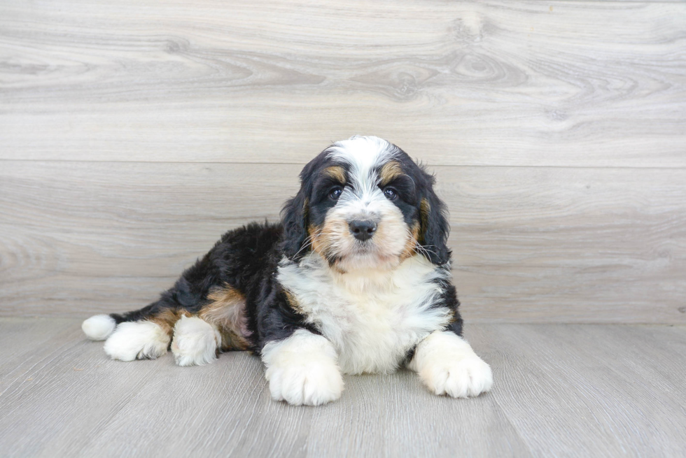 Best Mini Bernedoodle Baby