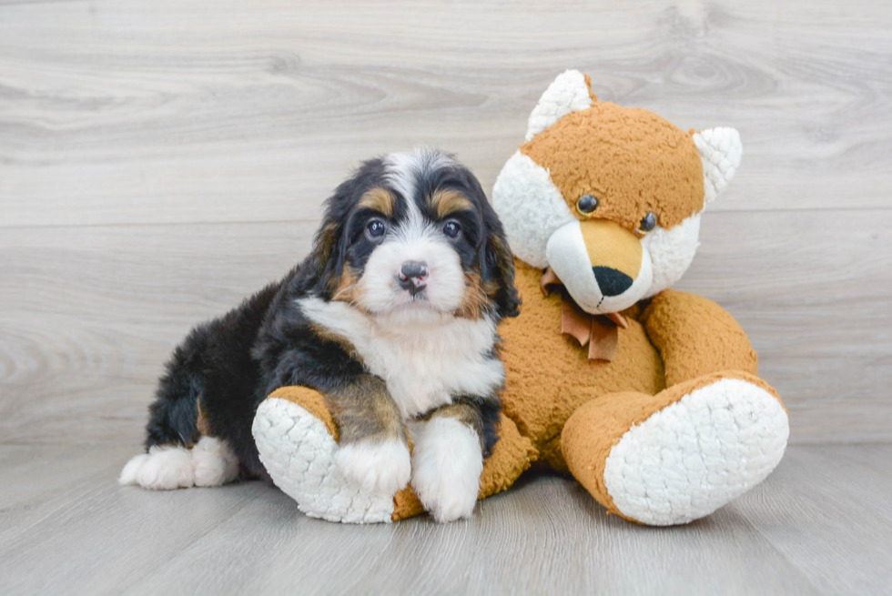 Best Mini Bernedoodle Baby