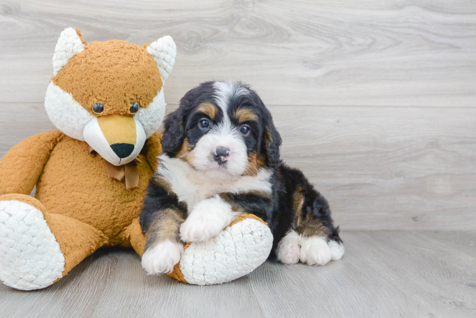 Funny Mini Bernedoodle Poodle Mix Pup