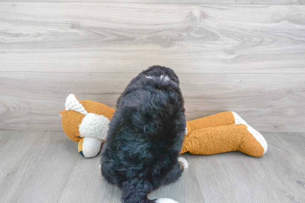 Sweet Mini Bernedoodle Baby