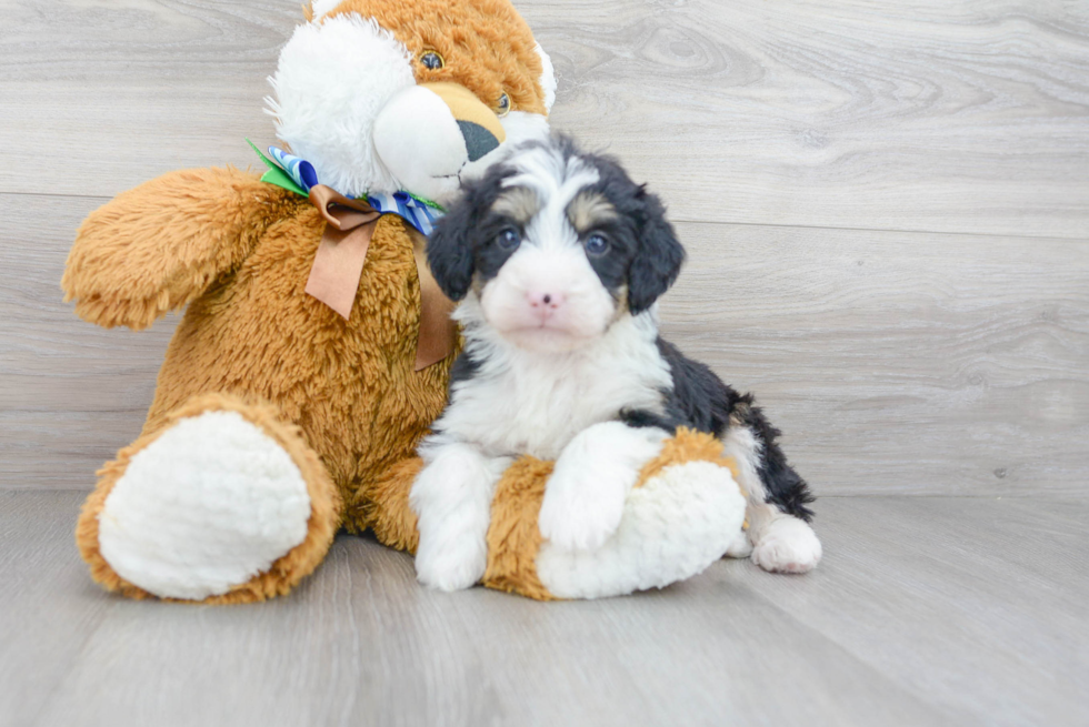 Mini Bernedoodle Puppy for Adoption