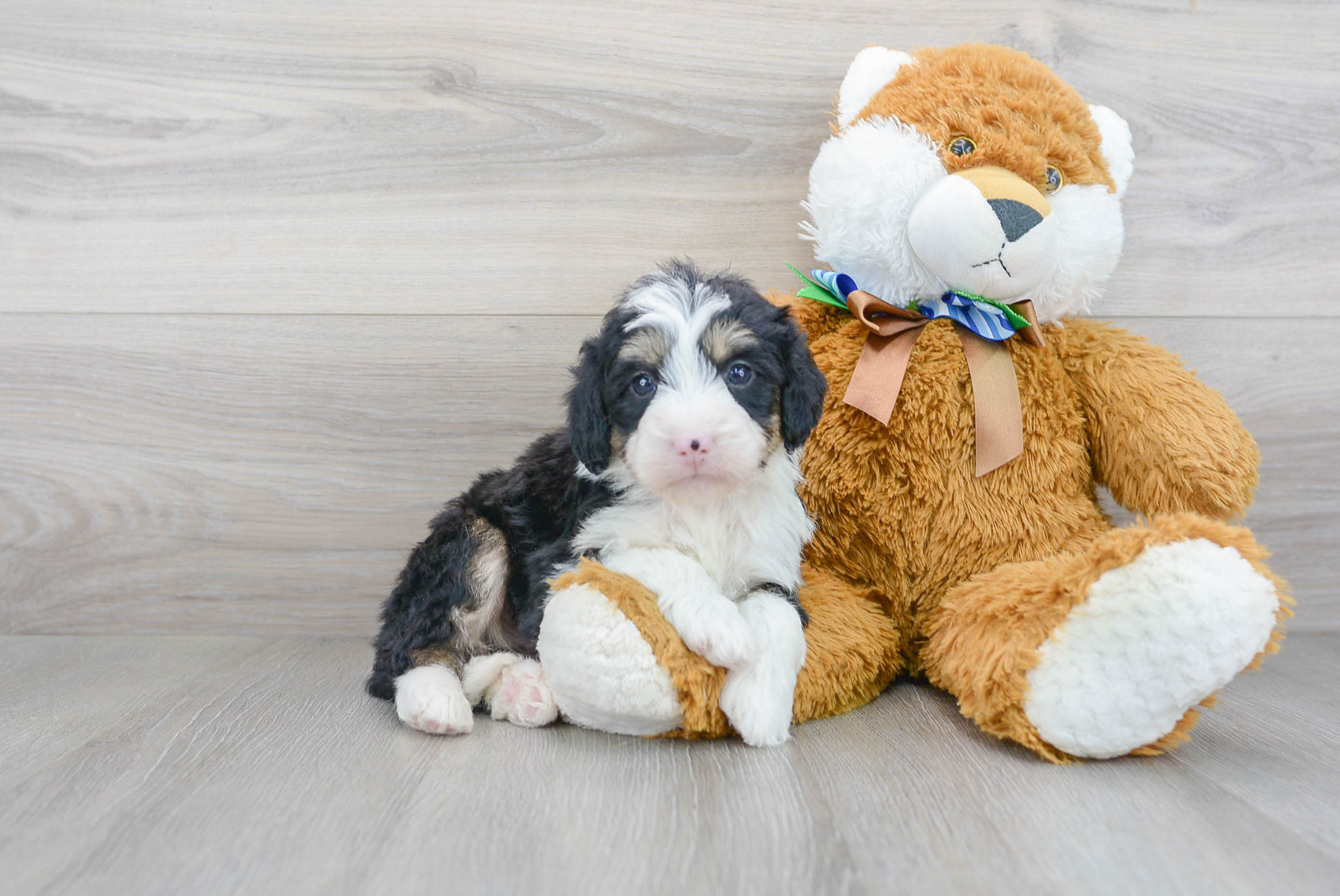 Best Mini Bernedoodle Baby