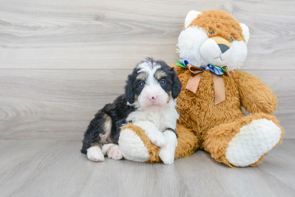 Best Mini Bernedoodle Baby