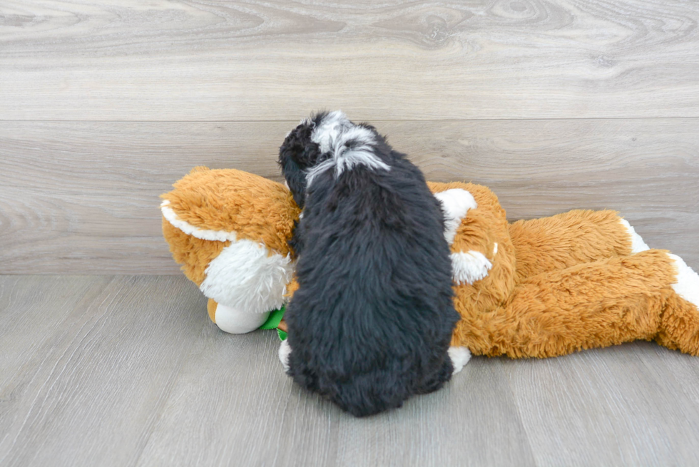 Mini Bernedoodle Pup Being Cute