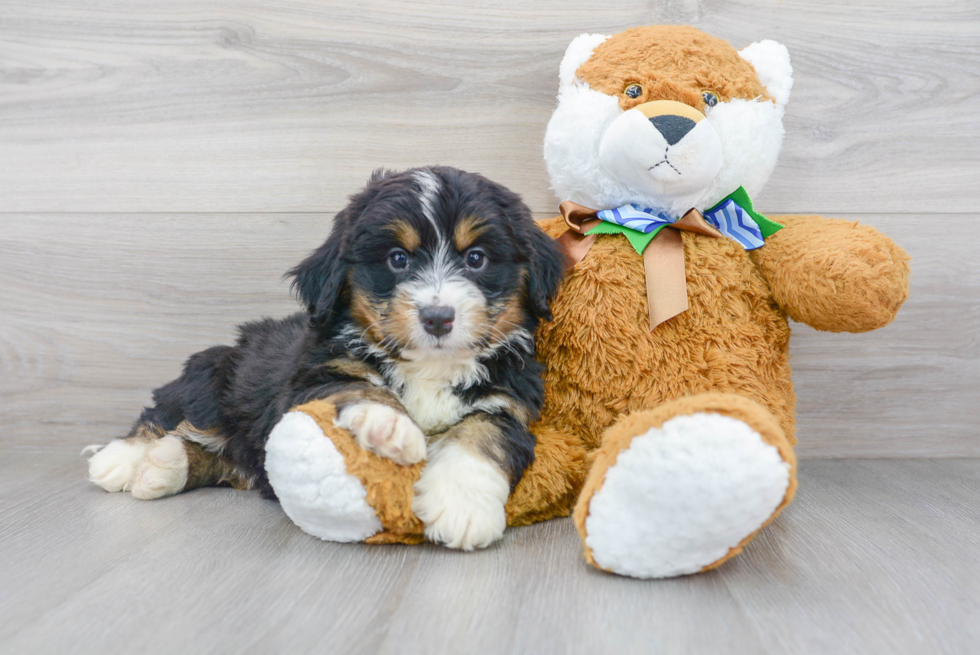 Adorable Mini Berniedoodle Poodle Mix Puppy