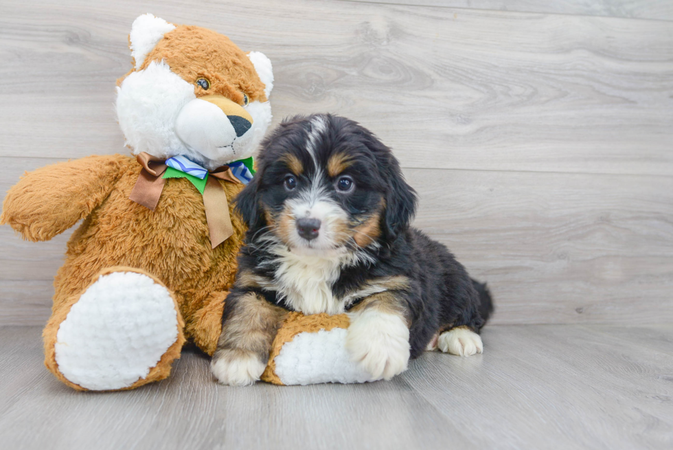 Mini Bernedoodle Pup Being Cute