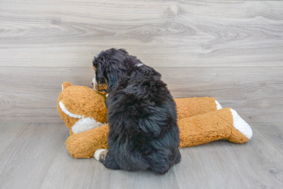 Hypoallergenic Bernadoodle Poodle Mix Puppy