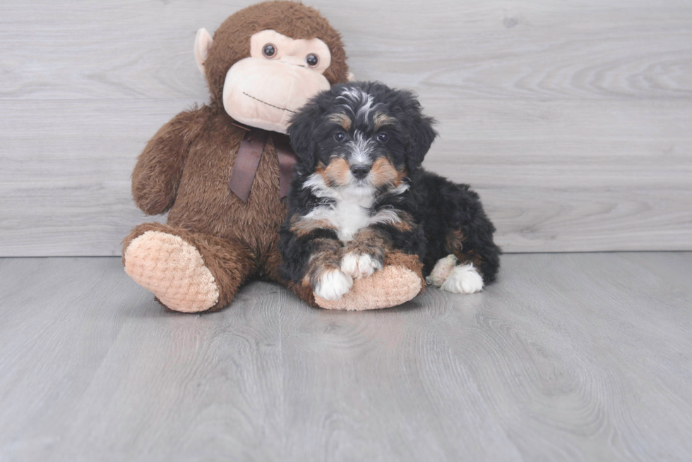 Mini Bernedoodle Pup Being Cute