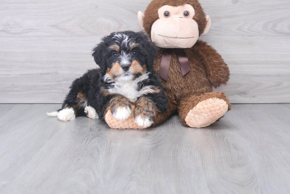 Mini Bernedoodle Puppy for Adoption