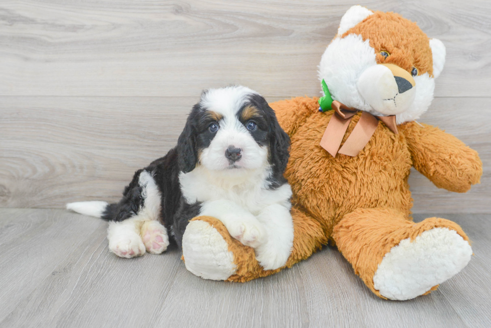 Popular Mini Bernedoodle Poodle Mix Pup