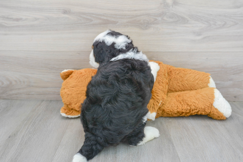 Popular Mini Bernedoodle Poodle Mix Pup