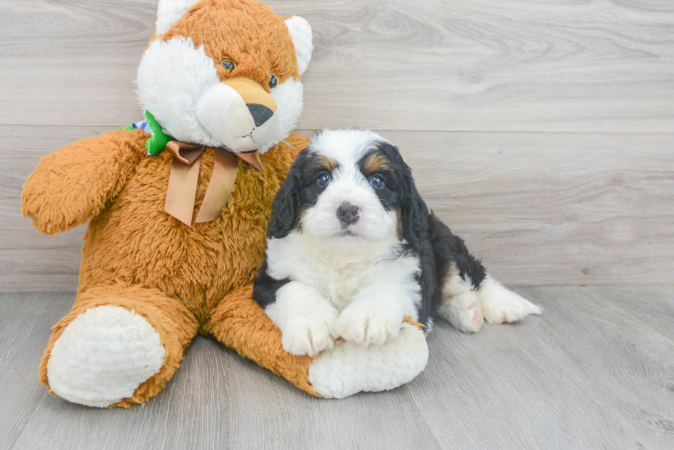 Petite Mini Bernedoodle Poodle Mix Pup