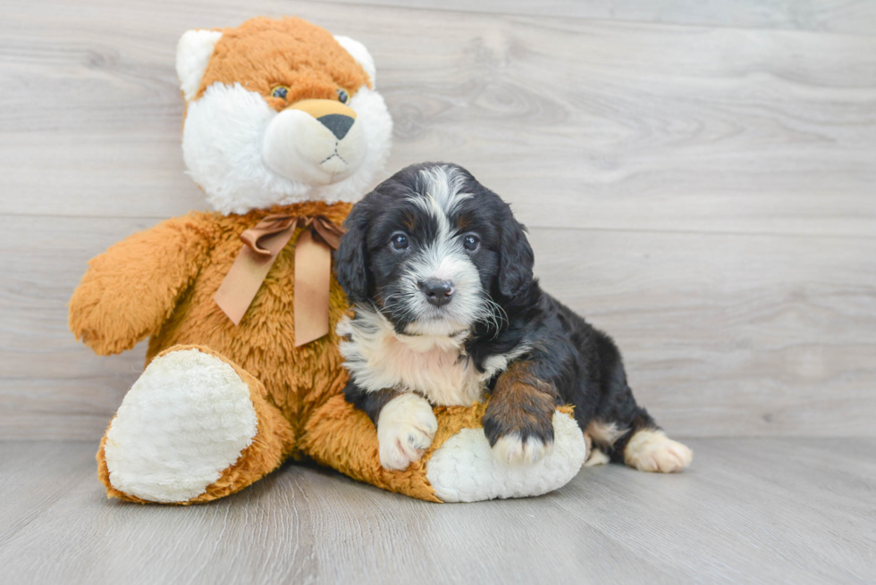 Best Mini Bernedoodle Baby