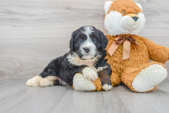 Smart Mini Bernedoodle Poodle Mix Pup