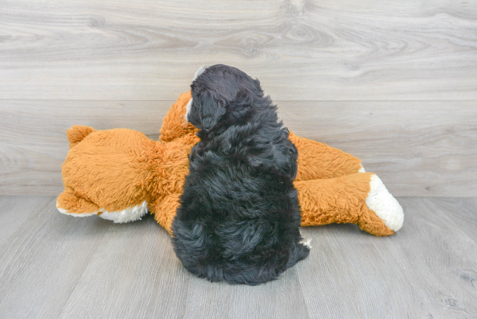 Mini Bernedoodle Puppy for Adoption