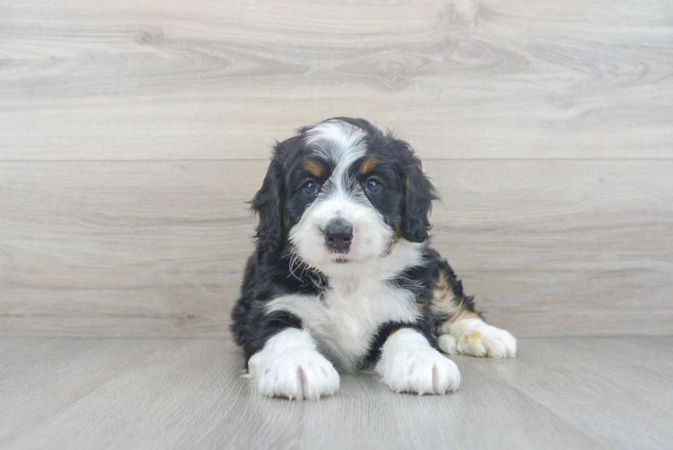 Best Mini Bernedoodle Baby