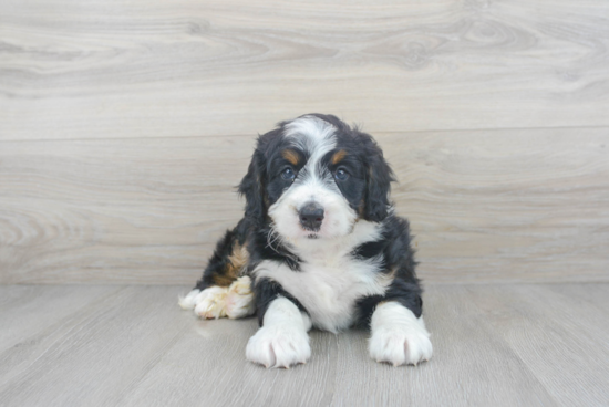 Best Mini Bernedoodle Baby