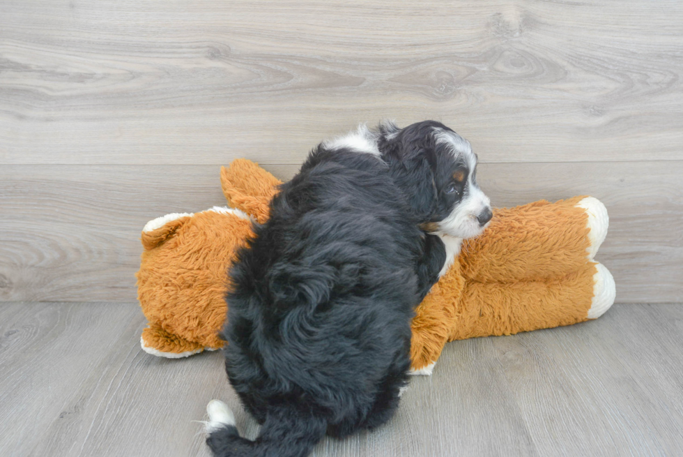 Playful Mini Berniedoodle Poodle Mix Puppy