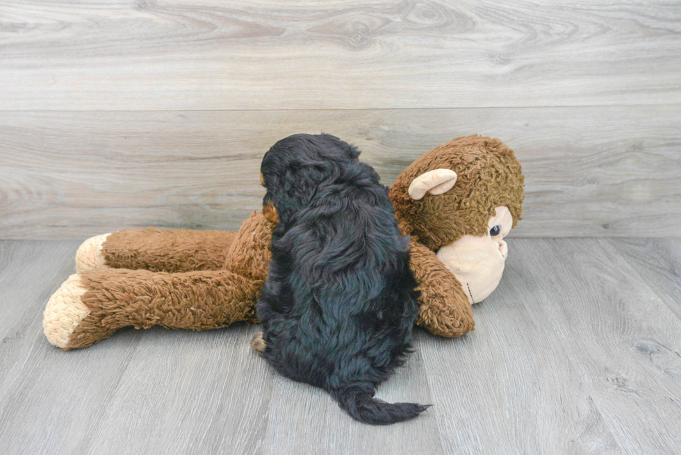 Happy Mini Bernedoodle Baby