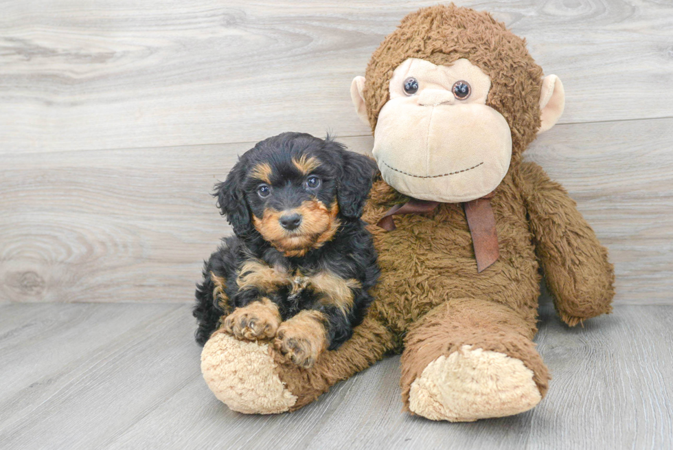 Best Mini Bernedoodle Baby