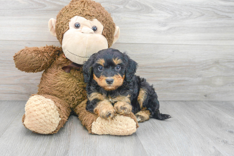 Little Bernadoodle Poodle Mix Puppy