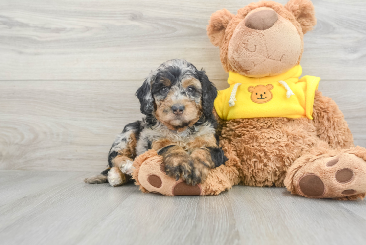 Smart Mini Bernedoodle Poodle Mix Pup
