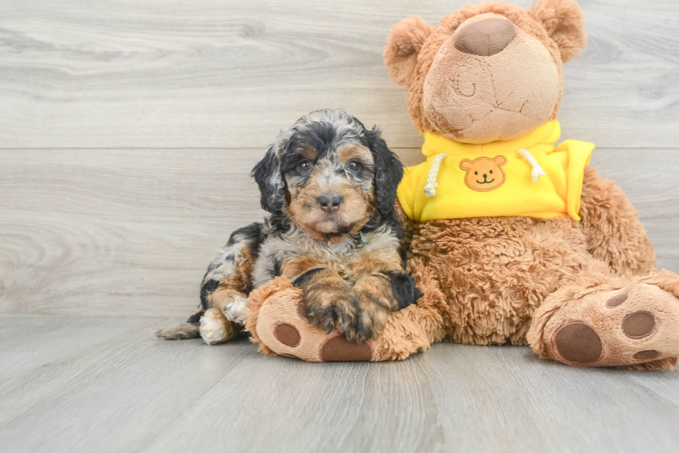 Smart Mini Bernedoodle Poodle Mix Pup