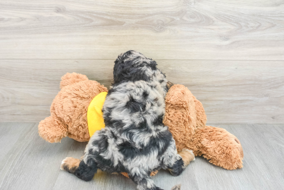 Energetic Mini Berniedoodle Poodle Mix Puppy