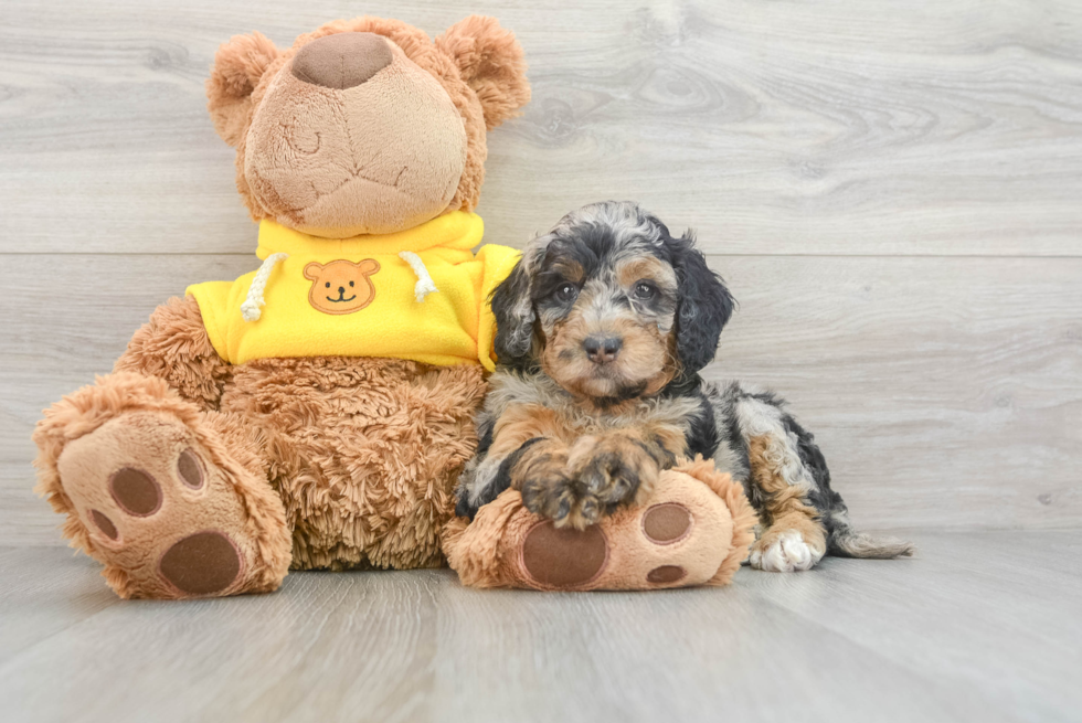 Mini Bernedoodle Puppy for Adoption