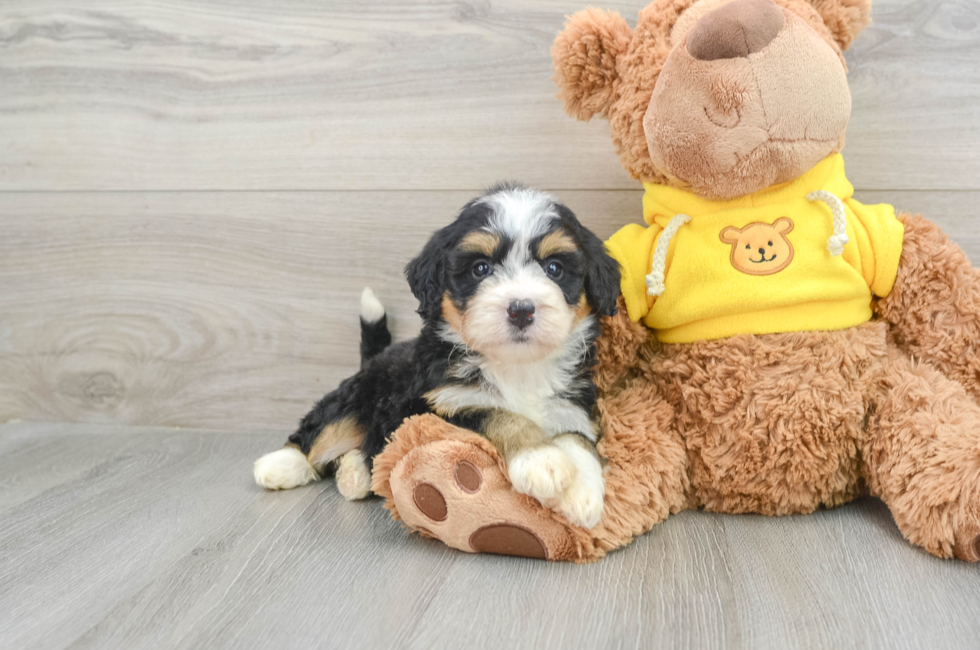 7 week old Mini Bernedoodle Puppy For Sale - Premier Pups