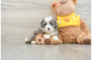 Mini Bernedoodle Puppy for Adoption