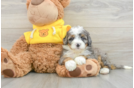 Cute Mini Bernedoodle Baby